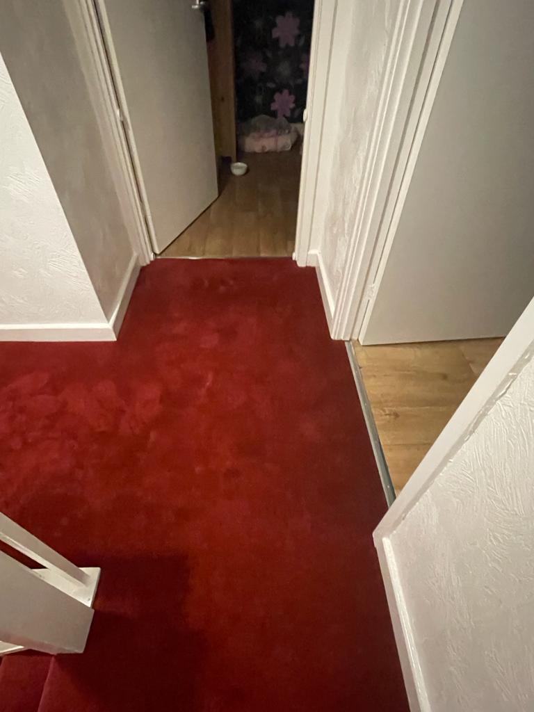 lazycarpets's tweet photo. Grey is a very popular choice but it's nice to see some vibrant colour added to a home. 🥳  🏡

Here's a recent property where we installed our superior quality carpet 'Carousel Plus' in the colour Scarlet.👌🏼🐼 https://t.co/7EI9Ru92E8
