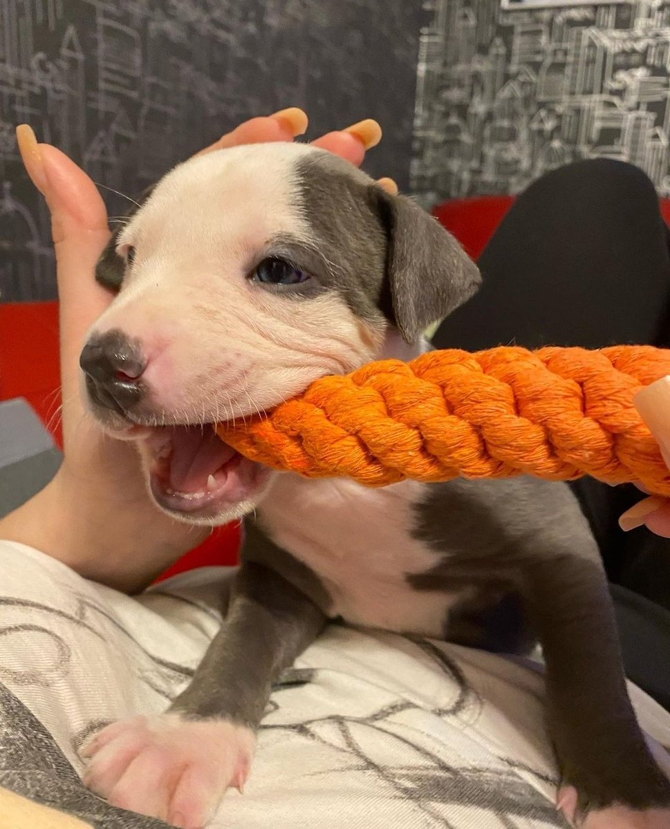 Знакомьтесь - питбультерьер Северус собственной персоной 🖤🤍