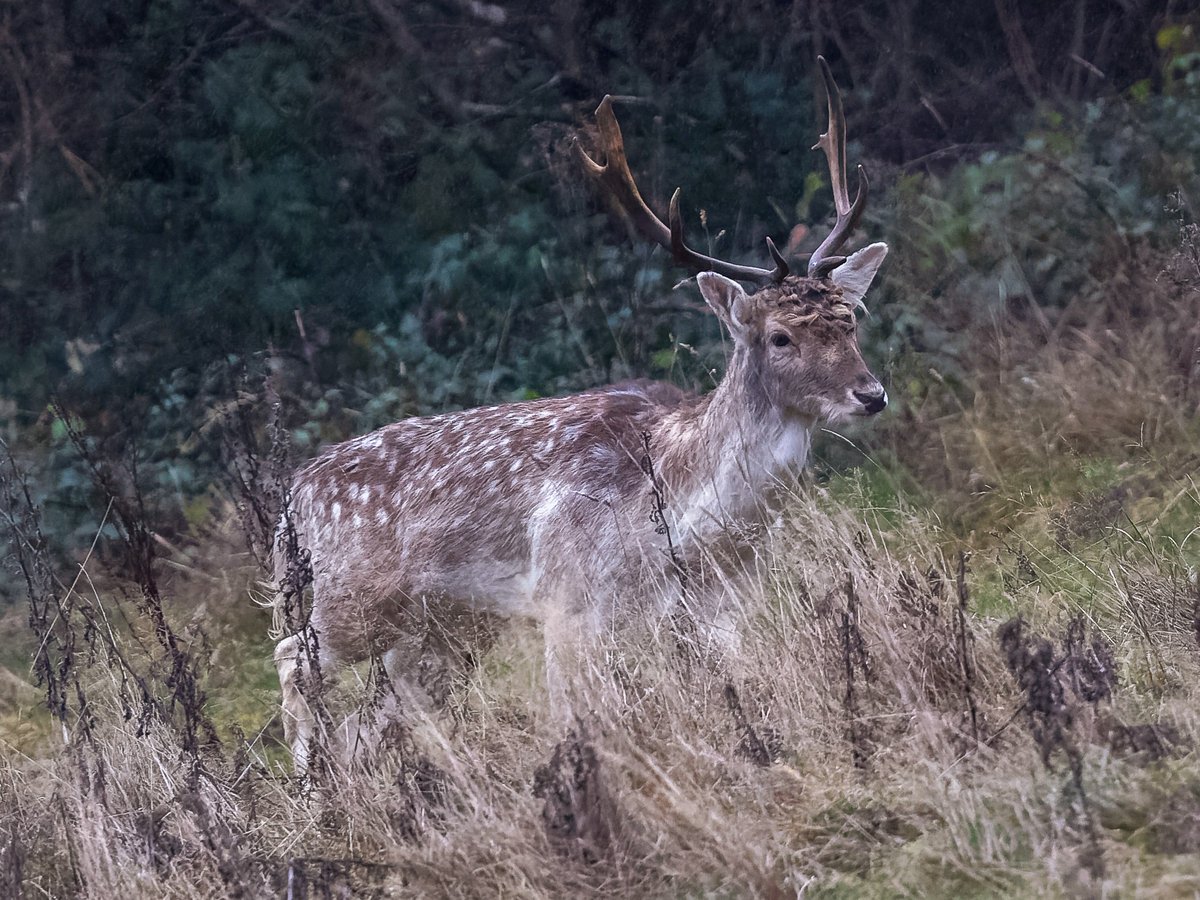 imagery_t's tweet photo. A bit frosty this morning on the Wenlock Edge but I wasn't alone. This long haired fallow buck joined me.
@BBCSpringwatch @Shrpsmammals @ShropsWildlife @BBCCountryfile @BBCWildlifePOTD @WildlifeTrust #SpringWatchlist https://t.co/ewWTAe33NP