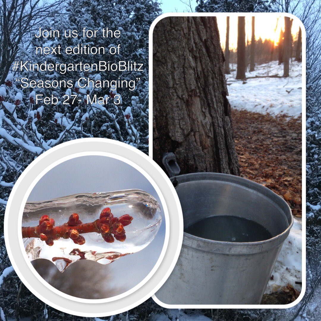 Join our next #KindergartenBioBlitz focussing on seasonal changes from Feb 27-Mar 3 … here’s a tutorial on how to participate. #kinder hat #enviroed #peeleyc steller.co/s/participatin… <a href="/Roosloan/">Ruthie</a> @sergepascucci <a href="/LaurelFynes/">kids connect</a>