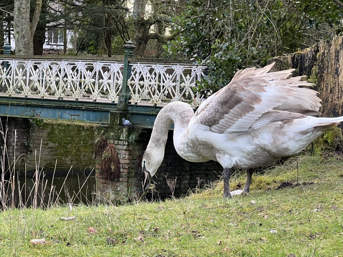 I’m not a cygnet any more 😊 #swanwatch @BotanicGardensC