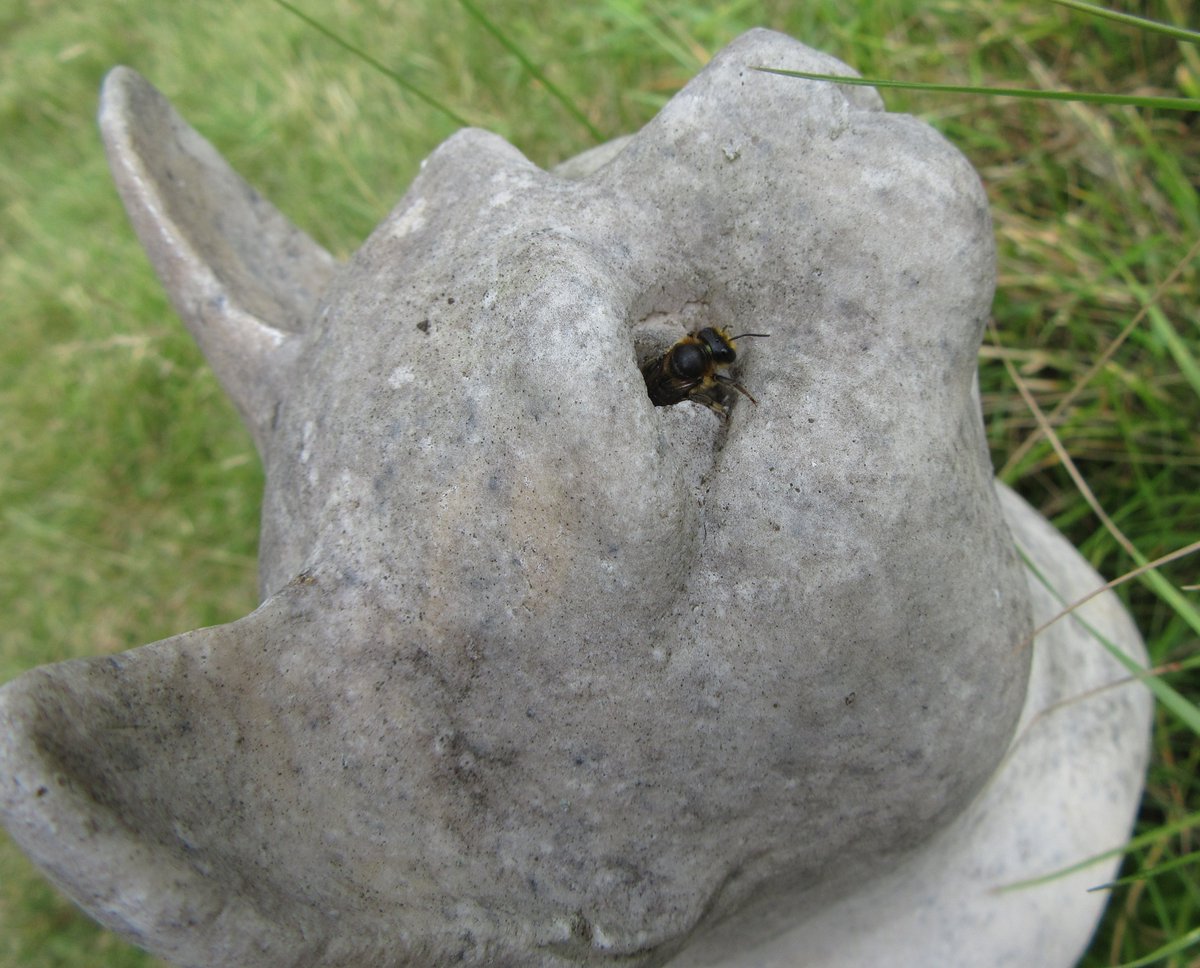 Maybe a little weird, a little bee taking a rest in our stone cat's eye last summer 😄🐝
#GardeningTwitter
#InsectThursday
#MHHSBD
