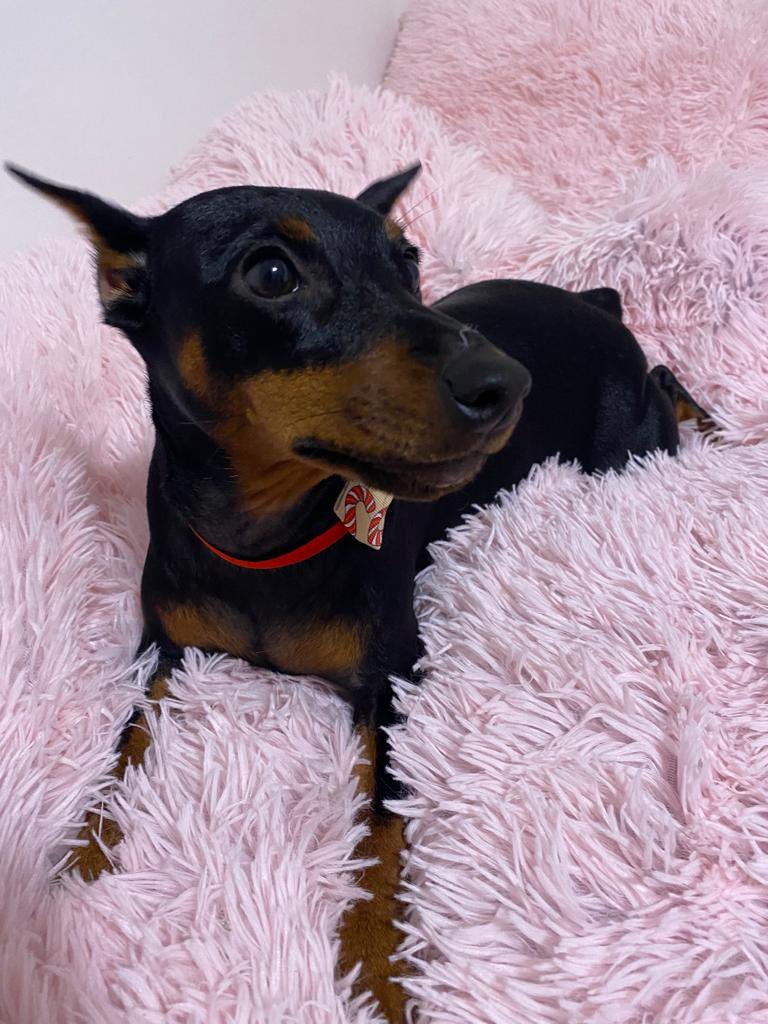 cyberazil's tweet photo. Hej ja sam Blue Tokio von Rajkova, udomljena sam iz azila i presretna sam u svom domu🐶💖
-L https://t.co/Zv5JgxYuWO