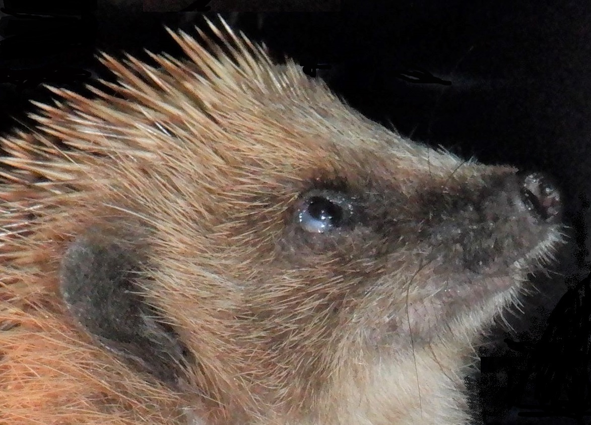 These vulnerable little animals are in trouble. They're red-listed, on the edge of extinction. We simply can't tolerate this. Please help by leaving your garden as wild as possible so their food (beetles and caterpillars) can thrive. For lifesaving help: hedgehogcabin.info/feeding