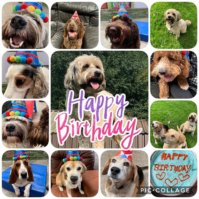 Rose Cottage Doggy Day Care🐾 tweet media