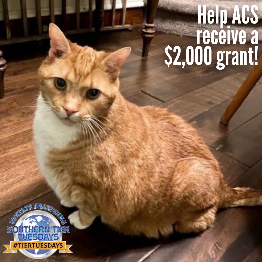 Hi! My name is Jack. 

As you can see, I'm a big boy. I recently arrived at ACS and they have been working really hard to get me healthy again! I'm on a special diet food to help me lose a few pounds. You can help cats like me by voting for ACS for Southern @TierTuesdays!