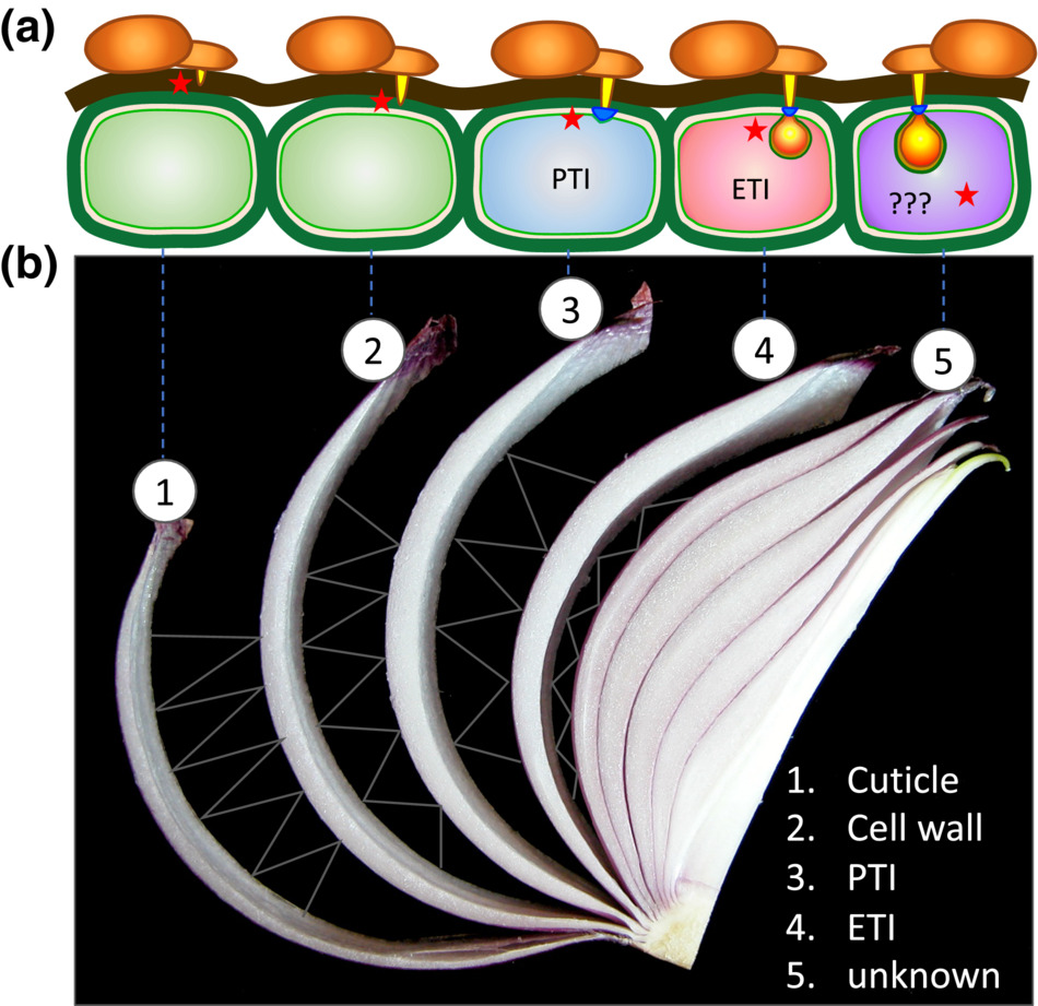 In nature, plants are resistant to most potential #phytopathogens. 🍃

#OpenAccess Review in <a href="/MPPjournal/">Molecular Plant Pathology</a> discusses the difficulty in genetic studies of nonhost resistance and approaches that have been taken to identify genes contributing to NHR ➡️ ow.ly/bmsq50MAacA

<a href="/BS_PP/">British Society for Plant Pathology</a>