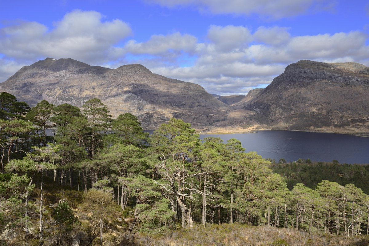 NatureScot's tweet photo. Efforts to preserve the highly-threatened genetic diversity of Scotland’s native trees have taken a significant step forward as our new study identifies 98 potential new sites for gene conservation. 
Read the full story here: https://t.co/cOBxtQvuQV https://t.co/MlZdxxzOHm