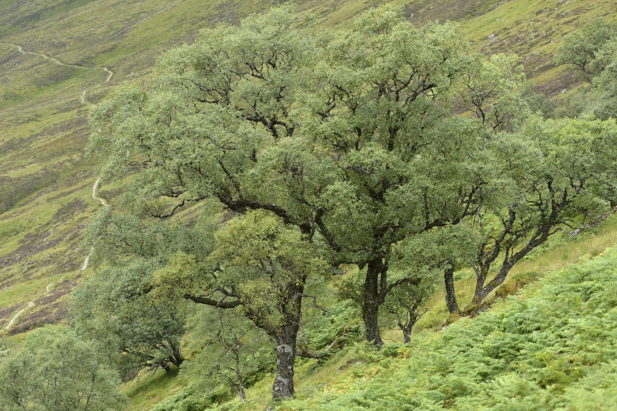 NatureScot's tweet photo. Efforts to preserve the highly-threatened genetic diversity of Scotland’s native trees have taken a significant step forward as our new study identifies 98 potential new sites for gene conservation. 
Read the full story here: https://t.co/cOBxtQvuQV https://t.co/MlZdxxzOHm