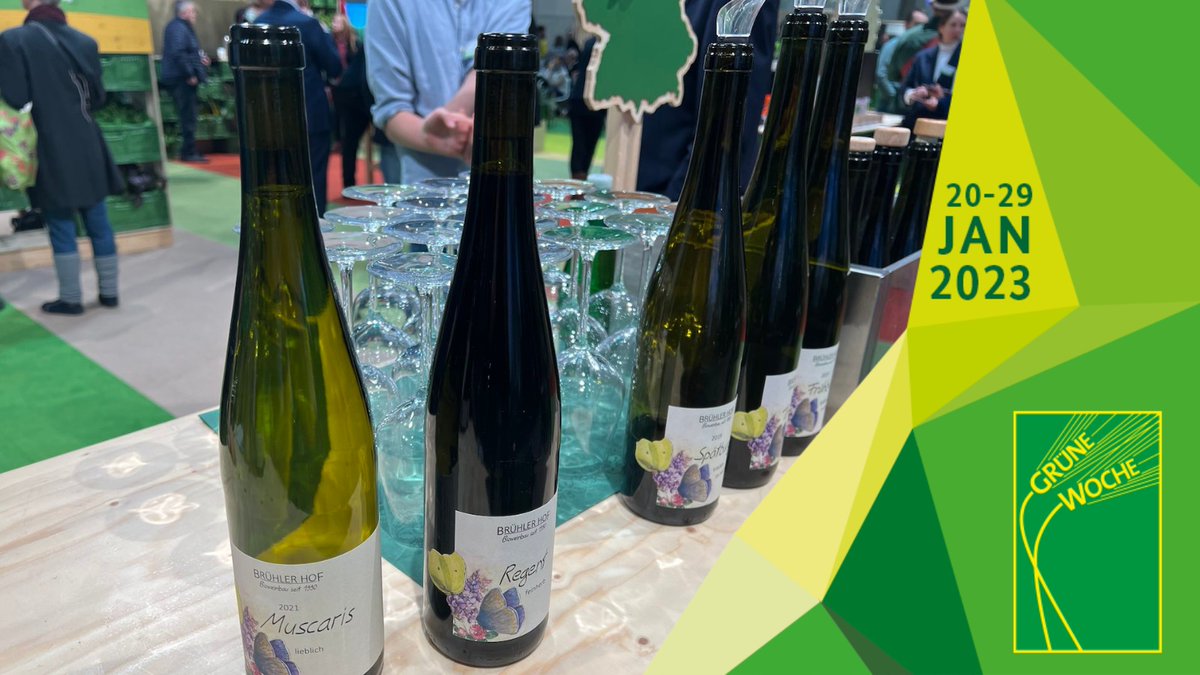 BZL_aktuell's tweet photo. Laurot, Sauvignac & Co. schmecken Mensch und Umwelt. Auf der #IGW2023 kann man bei einer Weinprobe mit Prof. Ulrich Fischer die Weine aus pilzwiderstandsfähigen Rebsorten (#PIWI) kennenlernen.
Das BÖL-Projekt #VITIFIT will mehr PIWIs in den Weinberg bringen 🍇🍷. https://t.co/5yWcBkgGd8