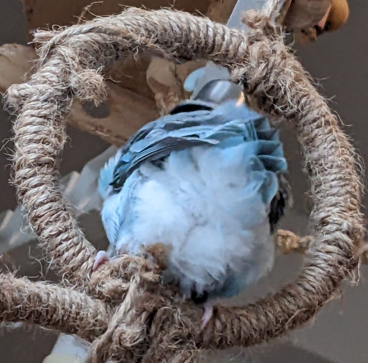 明日が終わったらーお休みよーーーっ