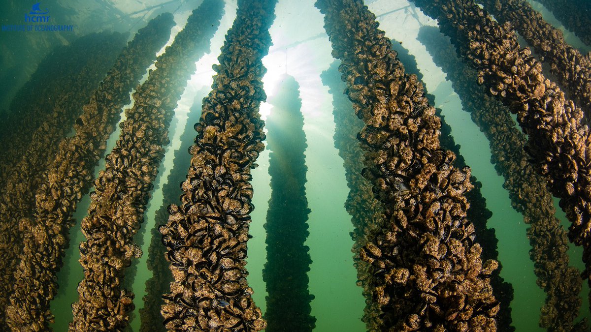 HcmrInOcean's tweet photo. 📸The #MoNaProject in #Albania:
Numerous #musselfarms along the western coast of the #ButrintLagoon harvest its naturally #eutrophicenvironment, providing significant income to the local community since as early as the 1960’s.
👉https://t.co/HbB4cmRAdc #ΕΛΚΕΘΕ #Μυδοκαλλιέργειες https://t.co/hmERRHKzlc