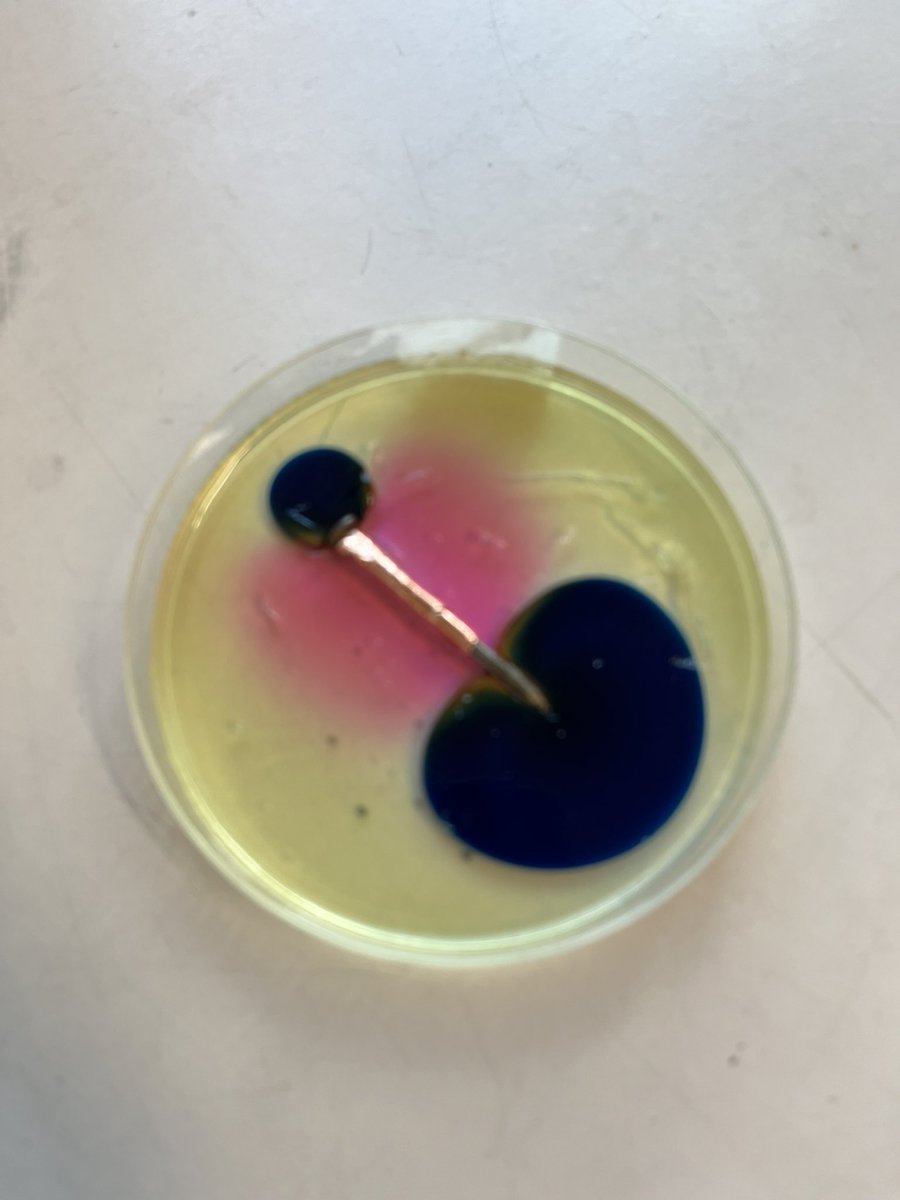 My S3 chemistry class were learning about corrosion and sacrificial protection this week, where we used ferroxyl indicator plates to determine which factors increase or decrease rusting. Great work chemists #Chemistry #Skills