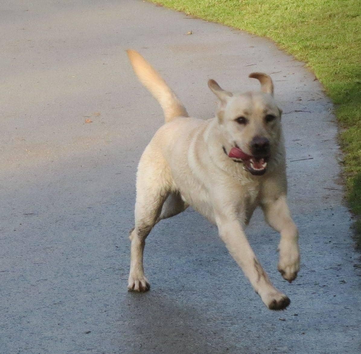 Guide Dog Sergeant & RGD Verity RIP tweet media