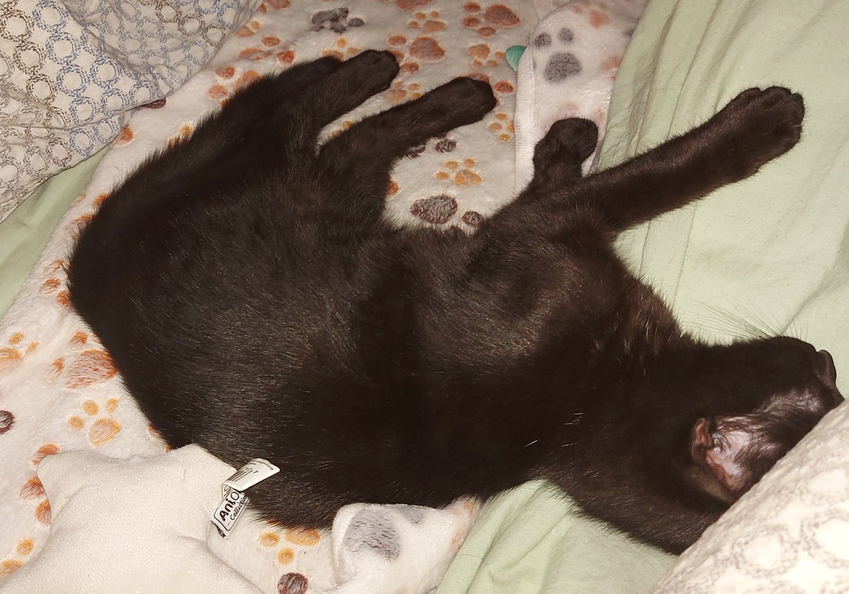 Vancorleve's tweet photo. #kitten #BlackBeauty https://t.co/AU5jDj15CI