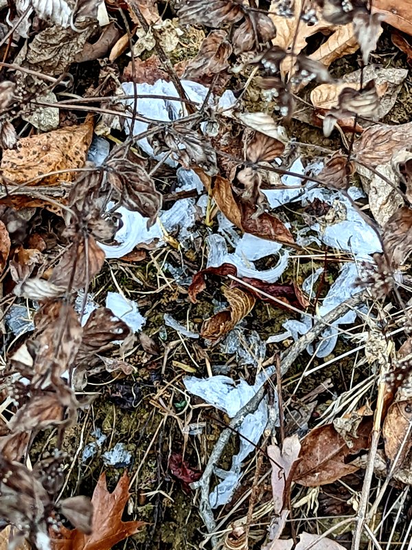 AndiFerguson1's tweet photo. #PhotoOfTheDay. Ending the #FrostFlower posts of this season (the actual last frost flower was 1/7/23) with a just-because miscellany:
. a window into the soul of FFs
. melting in moss
. a scrum of FFs
. FFs after Flit crunches them
[more into in alt]
#otd #photography #frost https://t.co/PigW7wdCna