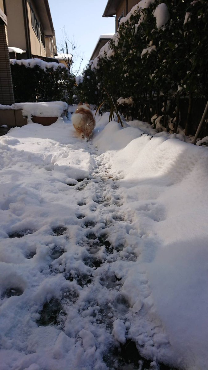 moca_wanco's tweet photo. モカのけもの道🐾🐾🐾 https://t.co/WvRqqgVvPd