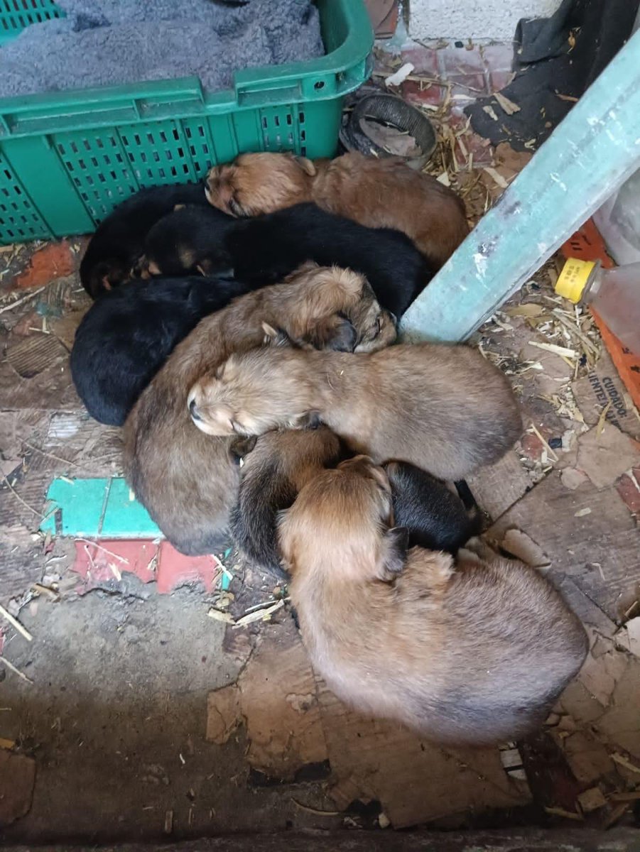 ADOPTA💗🐶 #Xalapa
<a href="/AbelMucino/">Abel Muciño</a> <a href="/PacoDizfinck/">𝗣𝗮𝗰𝗼 𝗗𝗶𝘇𝗳𝗶𝗻𝗰𝗸</a> <a href="/EvaVarona_/">Eva Varona</a> <a href="/pilykuera/">Pily Peregrina</a> <a href="/gaferat1/">Guillermo Agüero Ferat</a> <a href="/gabyhvictoria/">gabriela hernandez v</a> <a href="/aasullegna/">Angie Triaz🙏🏽</a> <a href="/VialidadXalapa/">Vialidad Xalapa 🚦 VX 🌎</a> <a href="/MitziArias_/">Mitzi Arias</a> <a href="/Corintiacruz/">Corintia Cruz Oregón</a> <a href="/RoxanaAAT/">Feto de PicaFresa🍓</a> <a href="/mayteponm/">Mayte P.</a> <a href="/mageba04/">Gina alarcon</a> <a href="/anicienta_6/">Ana Pelaez</a> <a href="/daliaperezc/">Dalia Pérez</a> <a href="/tierraverde1943/">ℓια ₊˚.༄ *ﾟ🌱</a> <a href="/rociosaiz/">Rocio Saiz</a> <a href="/penelopemoncayo/">Penélope Moncayo.</a> <a href="/KarlaVgr/">Karla Valencia</a> <a href="/sara_juarez/">saraliz</a> <a href="/Ydlan/">Naldy Patricia</a>