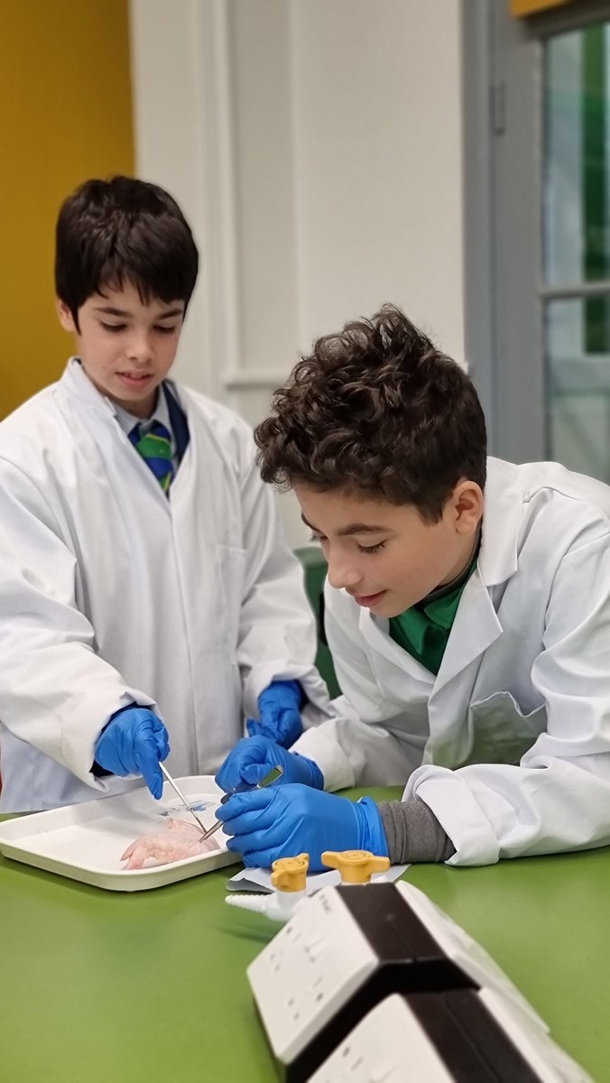 #maidavaleyear7 learning about muscles, tendons and ligaments by #dissecting a chicken wing!💪🦴🐔
#biology #dissection #muscle #investigate <a href="/MaidaValeSchool/">Maida Vale School</a>