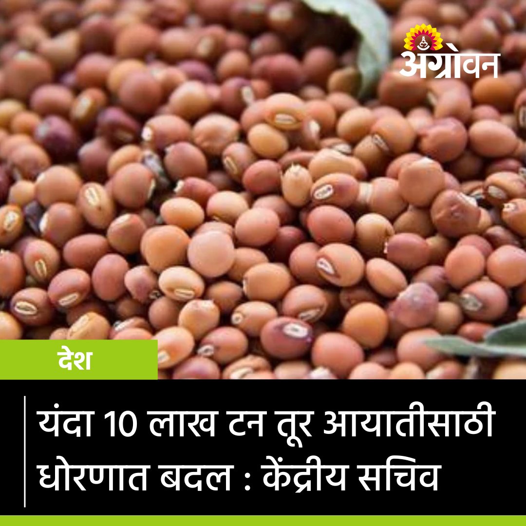 AGROWON's tweet photo. देशातील तूर उत्पादन यंदा मोठ्या प्रमाणात घटलं. दरवाढ कमी करण्यासाठी सरकार आयातीला प्रोत्साहन देत आहे. सराकरनं आयात वाढविण्यासाठी धोरणंतही बदल केला.त्यामुळे यंदा देशात १० लाख टन तूर आयात होऊ शकते.
सविस्तर वाचा https://t.co/GypVgPpBQx
#TurProduction #Import #TurImport https://t.co/4FWstGyWre