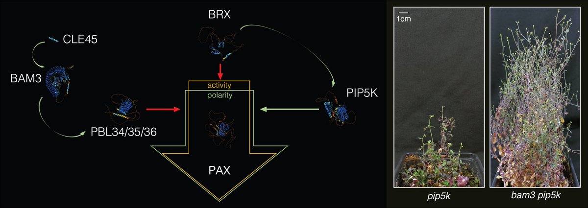 Hardtke Lab 🇨🇭 (@hardtke_lab) on Twitter photo Here’s our latest study, led by Qian Wang & <a href="/biochechu/">Ana Cecilia Aliaga Fandino/ Chechu/ 3시</a>! The key finding: we reveal antagonism between CLE peptide signaling and phosphoinositide kinases >>> they struggle for control over the #polarity and activity of a polar #auxin transport regulator.
nature.com/articles/s4146… Here’s our latest study, led by Qian Wang & <a href="/biochechu/">Ana Cecilia Aliaga Fandino/ Chechu/ 3시</a>! The key finding: we reveal antagonism between CLE peptide signaling and phosphoinositide kinases >>> they struggle for control over the #polarity and activity of a polar #auxin transport regulator.
nature.com/articles/s4146…