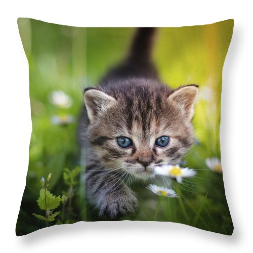 Gifts for cat owners
fineartamerica.com/featured/sunse…
#catpresents #catowners #petslover @FineArtAmerica