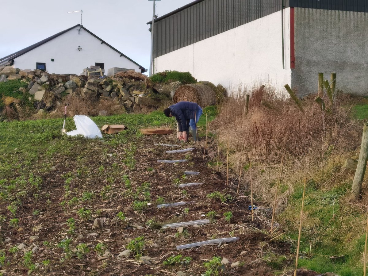 MallonTech's tweet photo. Today Mallon colleagues are helping to plant 500 native tree species with @FarmingCarbon. This work is helping to prove the viability of sustainable farming in Northern Ireland #SustainableAgriculture #ClimateAction https://t.co/zlucMzZi4F