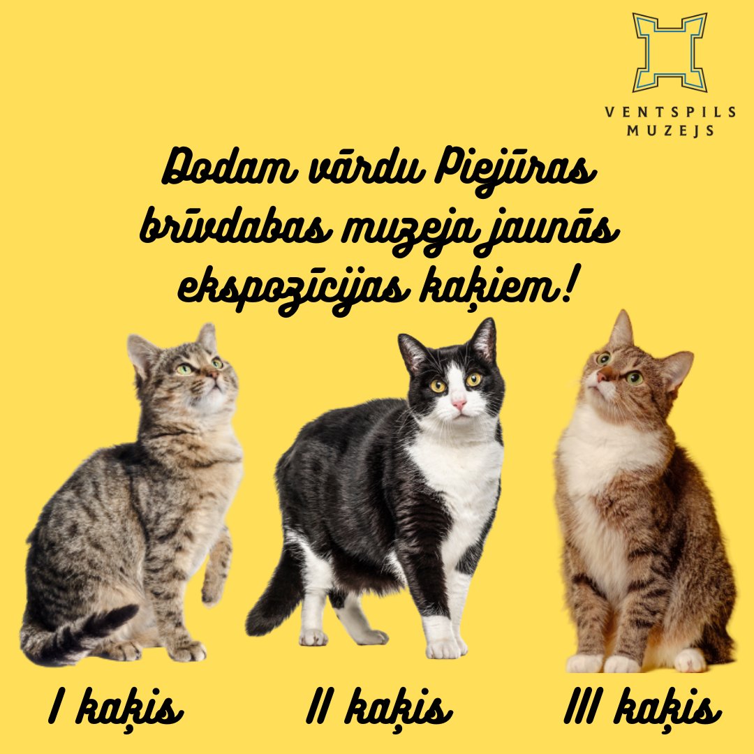 ‼️Dodam vārdu Piejūras brīvdabas muzeja minkām!🐱
Topošo Piejūras brīvdabas muzeja ekspozīciju apmeklētājiem palīdzēs iepazīt trīs minkas! 
‼️Raksti komentārā, kā, tavuprāt, varētu saukt katru kaķi!Tiec pie ielūguma uz jaunās ekspozīcijas atklāšanas pasākumu!Noslēgums 3.februārī!