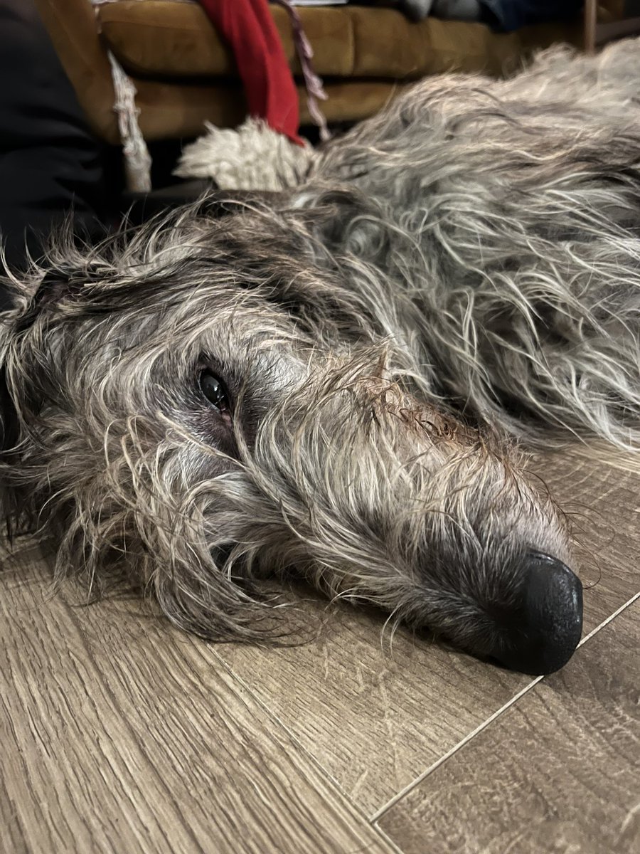 Old man Noah is currently undergoing surgery for a hernia in the colon. And for good measure - neutering. 

Eagerly awaiting a call from the vet that all is OK. #dogsoftwitter #scottishdeerhound #deerhound