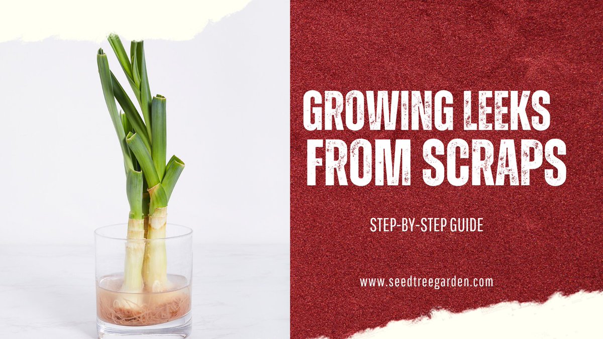 Leeks are a delicious and versatile vegetable that can be used in a variety of dishes. They are also incredibly easy to grow – even from scraps! This step-by-step guide will show you how to grow leeks from scraps in just a few simple steps, read on!
seedtreegarden.com/vegetable-herb…