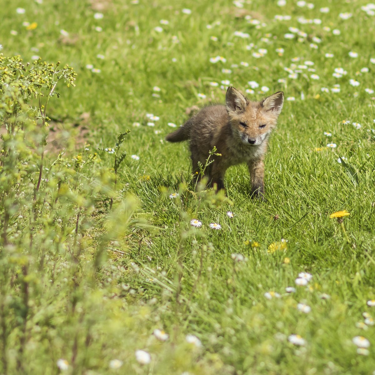 We are delighted to join the <a href="/artfund/">Art Fund</a> national project #TheWildEscape connecting children with the fantastic wildlife here at the Ruins. 

Year 3 from <a href="/paganelschool/">Paganel Primary</a> will be working with @fireformed2020 to create clay tiles inspired by the site. 

birminghammuseums.org.uk/stories/the-wi…
