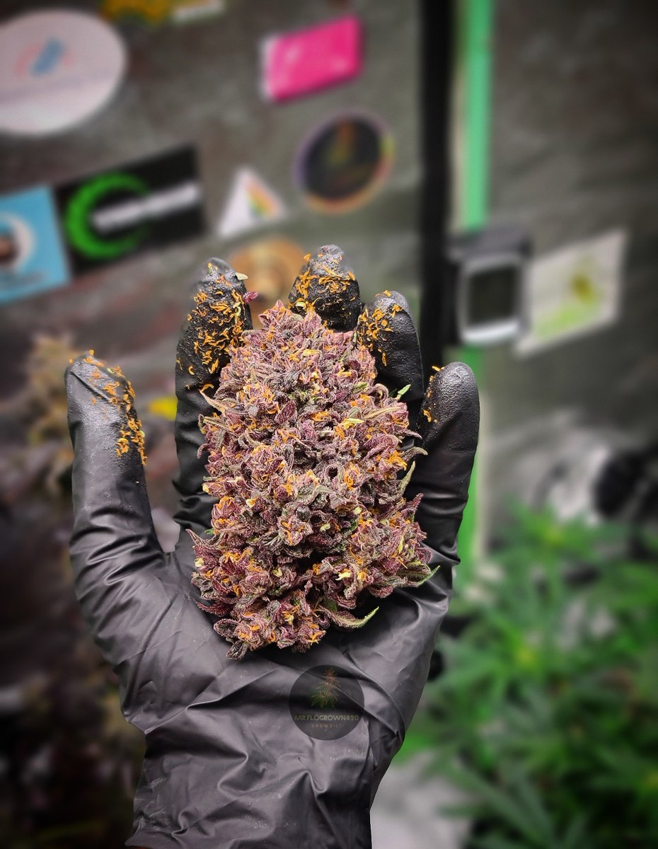 🥧Strawberry Pie Auto🍓
Candy buds. The complex blend of cookie-dough, cream, and gas gives this strain a skunky strawberry candy taste.
Perfect for stealth growers. A compact cultivar that grows no more than 100cm.
Get 15% OFF with the code TWITTER 👉bit.ly/3BPnjV7