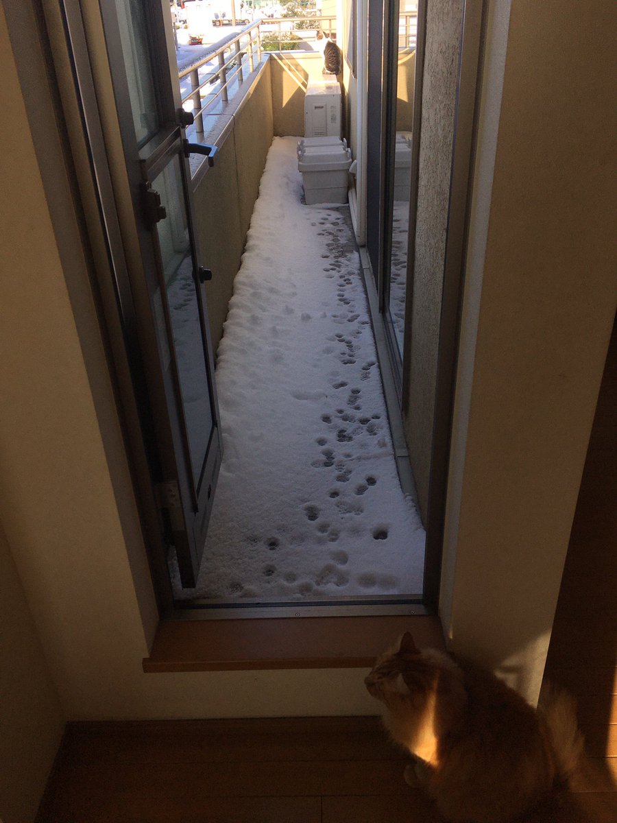 aiko_tsukahara's tweet photo. #野良猫 #家猫 #保護猫 #猫のいる暮らし #猫動画 #雪 #猫と雪 #猫の足跡 #写真 #cats #straycats #catmovies #catandsnow #photo #photograghy https://t.co/UJwita6Or0