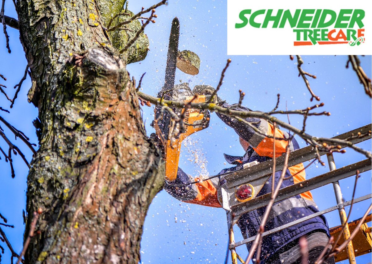 Preserve your trees’ structural integrity, shape, health and beauty. Our pruning services reduce the risk of falling trees, helping you safeguard the people and pets on your property. Call 864-664-2025. #SchneiderTreeCare #TrimmingAndPruning
