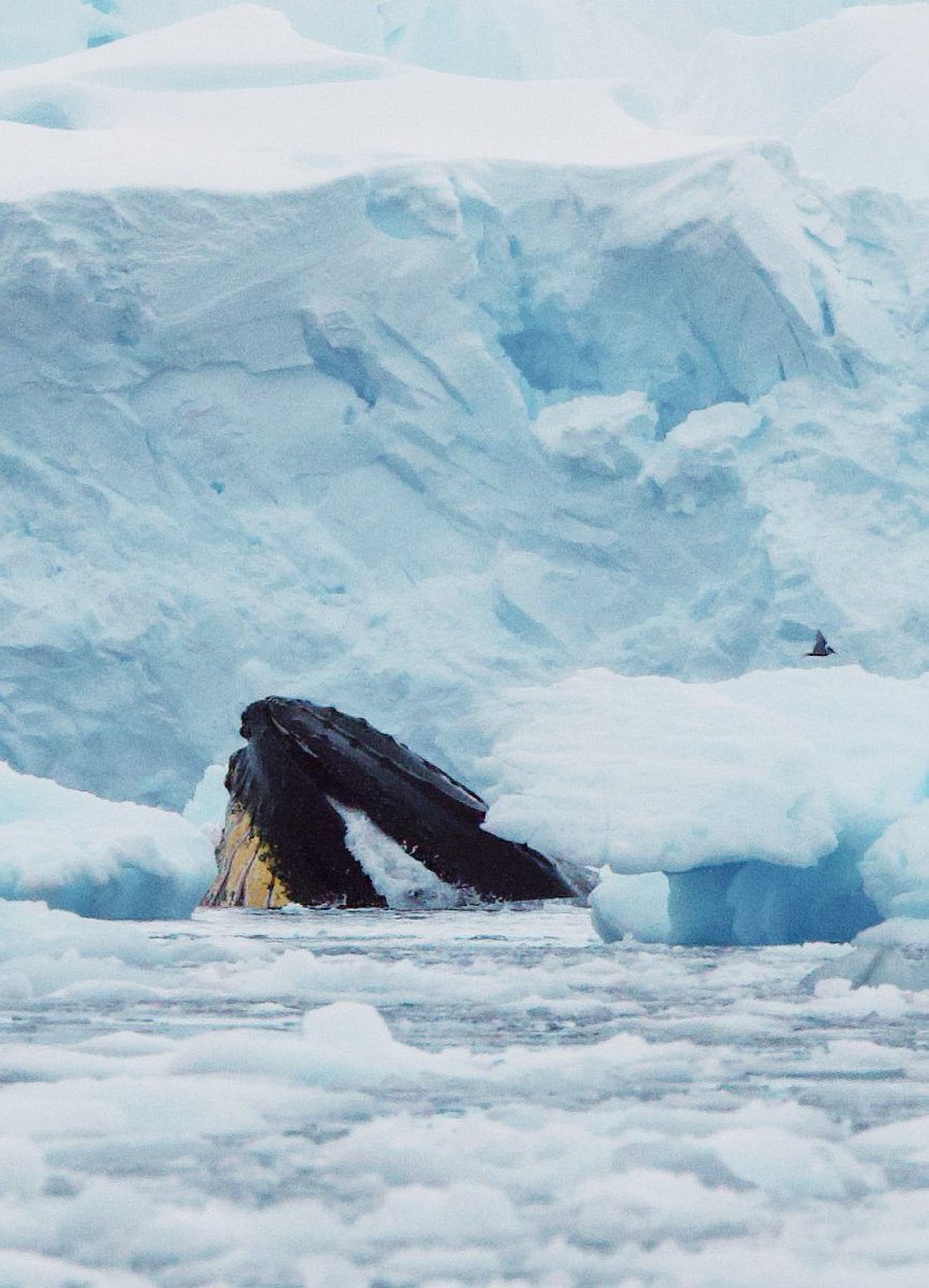 Last day in antarctica! Here’s a humpback lunge feeding in brash ice!! Bird for scale 😂