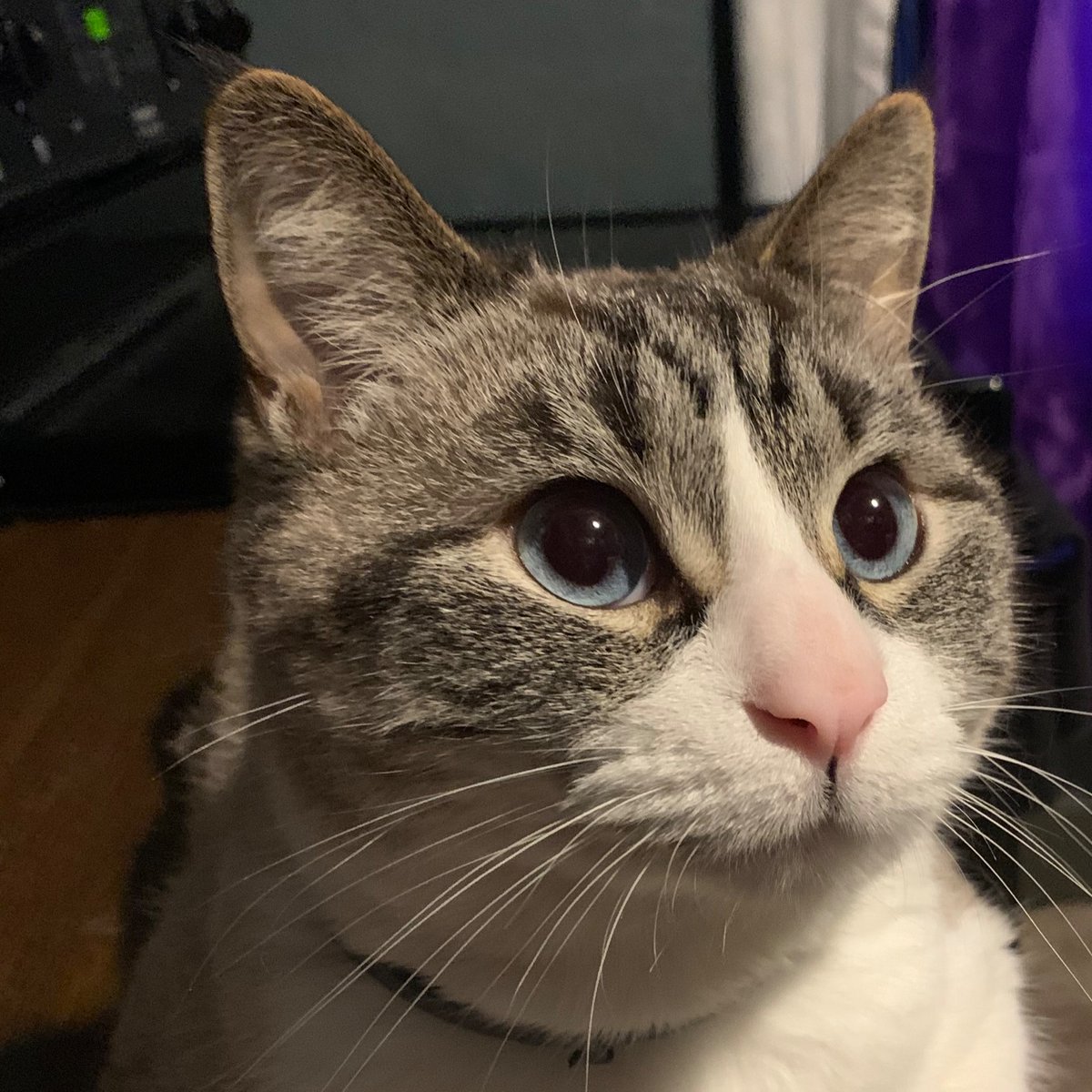 KaptKat's tweet photo. My cat is 100s of times more photogenic then me #cat #kitty #cute #catloaf #CatsofTwittter https://t.co/BCnIQOkMYN