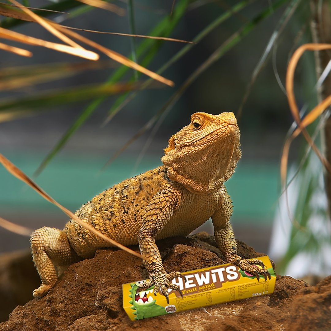 Petcover Group tweet media