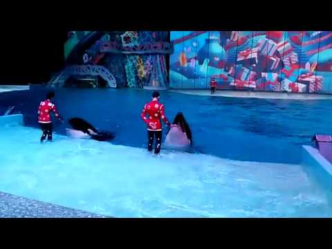 5/6
Президент Владимир Владимирович #Путин <a href="/KremlinRussia/">Президент России</a>,
В Москвариуме остаются две другие косатки-Норд и Джульетта. Мы искренне просим Вас организовать выпуск этих морских животных домой, в родную среду обитания,  откуда они были изъяты.