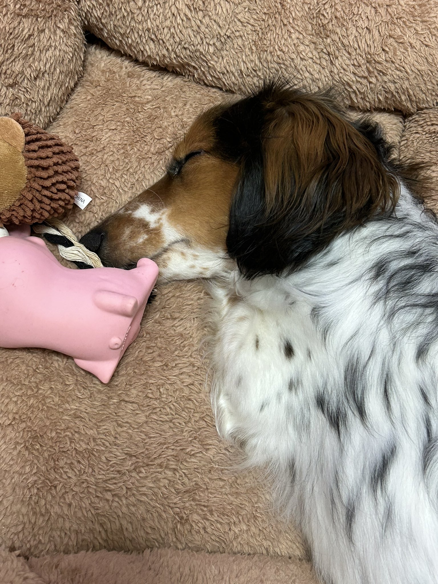 *はるる　モールアート　ブラックタンパイボールド* はるる モールアート ブラックタンパイボールド* 珍しいカラー