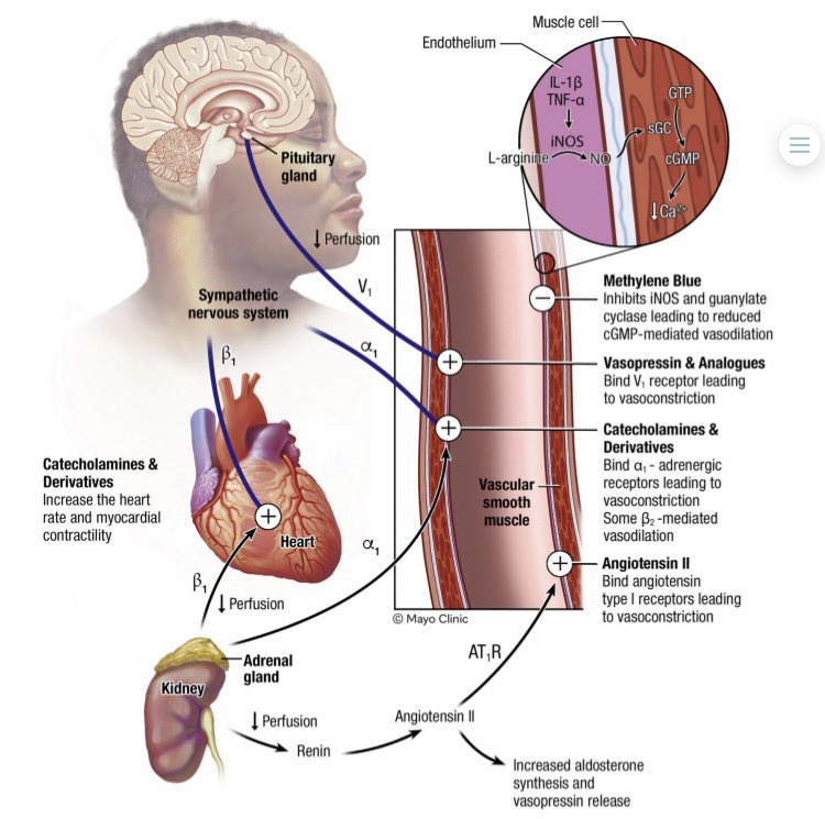 “Multimodal strategy to counteract vasodilation in septic shock.” #FOAMcc #FOAMed #EMCCM #ICU  #SepticShock #MedEd #pharmacology 
🔗 sciencedirect.com/science/articl…