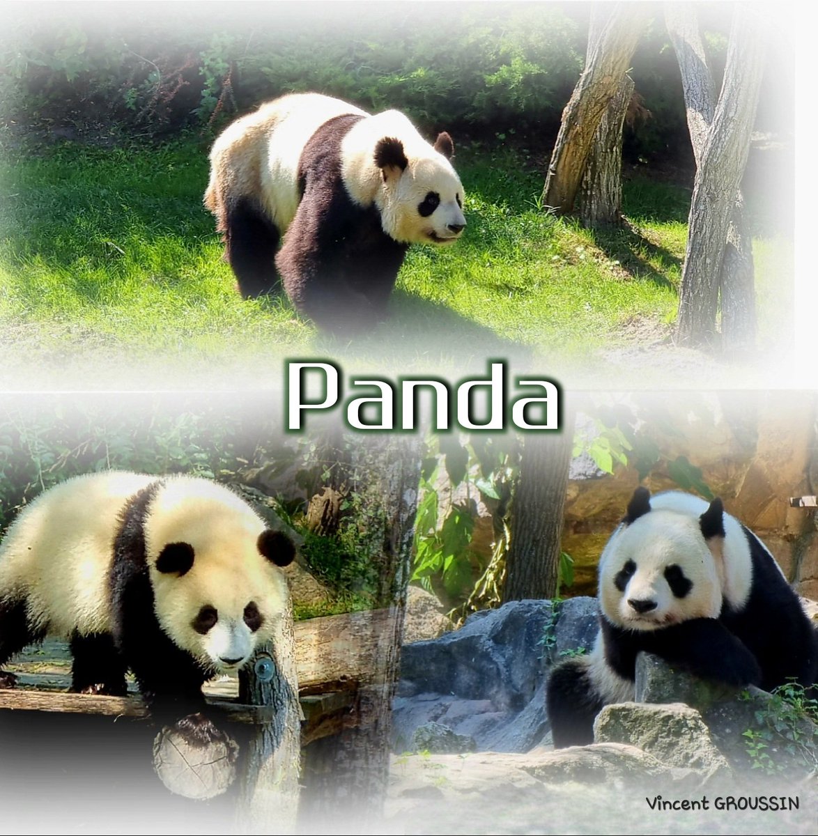 luceennes's tweet photo. Un petit tour au zoo de Beauval
#cartespostalesluceennes #photographedesaintelucesurloire #vincentgroussin #panda #ZooParc #beauval #BaladeSympa #adecouvrir #photo #photography #photographie #naturephoto #nature #naturephotography #naturephotographie #loiretcher https://t.co/m2v7quU1Wz