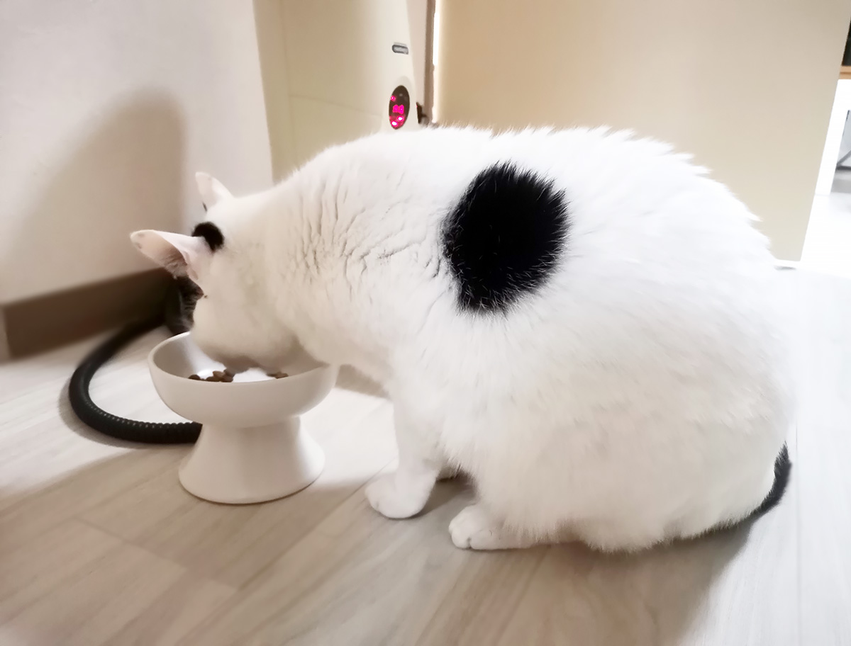 よろしくお 2匹の保護猫様専用 3点 dhj6z-m25848534071 りました