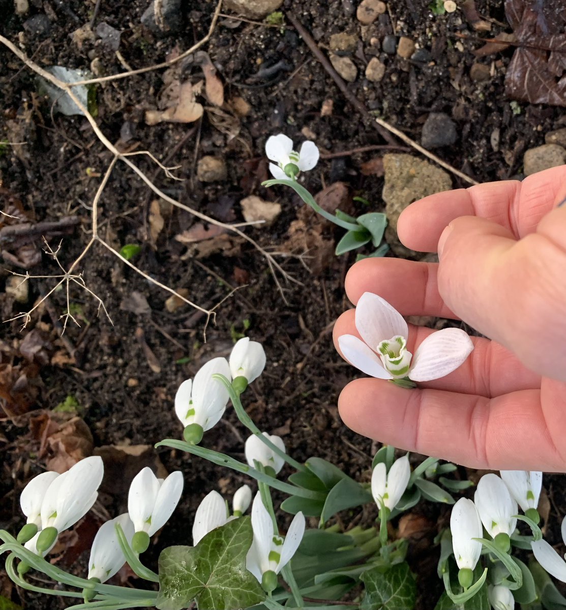 I’m not a Galanthophile like some of you out there BUT this snowdrop at work has beautiful large flowers unlike the other ones here😍
(OH NO!!!  PLEASE DON’T TELL ME THAT THIS IS HOW IT STARTS😳😬)