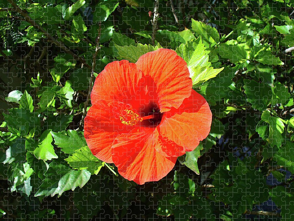 #puzzlelovers 'Rarotongan Red Hibiscus' 

kathrin-poersch.pixels.com/featured/rarot…

#AYearForArt #flowerphotography #PhotographyIsArt  #photographylovers #ArtistOnTwitter #jigsawpuzzle #shopsmall #onlineshopping #ValentinesDay2023 #LoveArt #ValentinesDay #hibiscus #Tropical  #BuyArtNotCandy #red