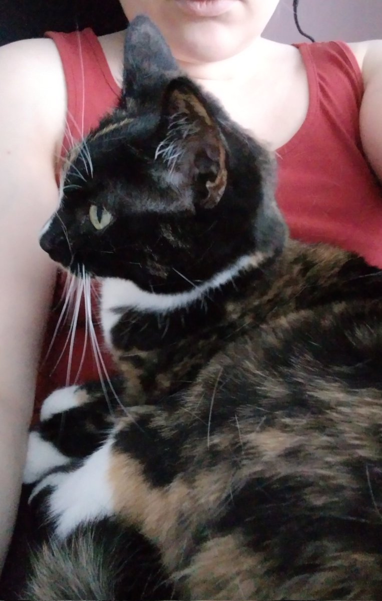 Help, can't work, cat jumped on lap