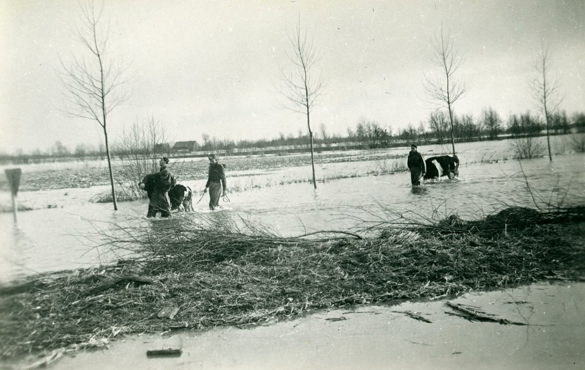 Dit jaar is de #watersnoodramp 70 jaar geleden. In de nacht van 31 januari op 1 februari 1953 kwam het water. Regionaal Archief Tilburg staat volgende week stil bij deze ramp. Met een live twitterevent én we gaan op zoek naar films. @wnm1953 #alshetwaterkomt @winfriedbaijens