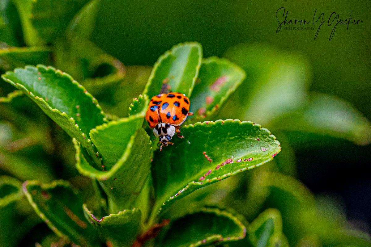 Happy Insect Thursday!
#InsectThursday #insect #insects #buglife #macrophotography #macroinsect #macromagic #nikon #nikoncreators #nikonphotography #NaturePhotography #naturelovers #nature #MacroHour #ThePhotoHour #TwitterNatureCommunity #twitterinsects #HappyThursday #bugs