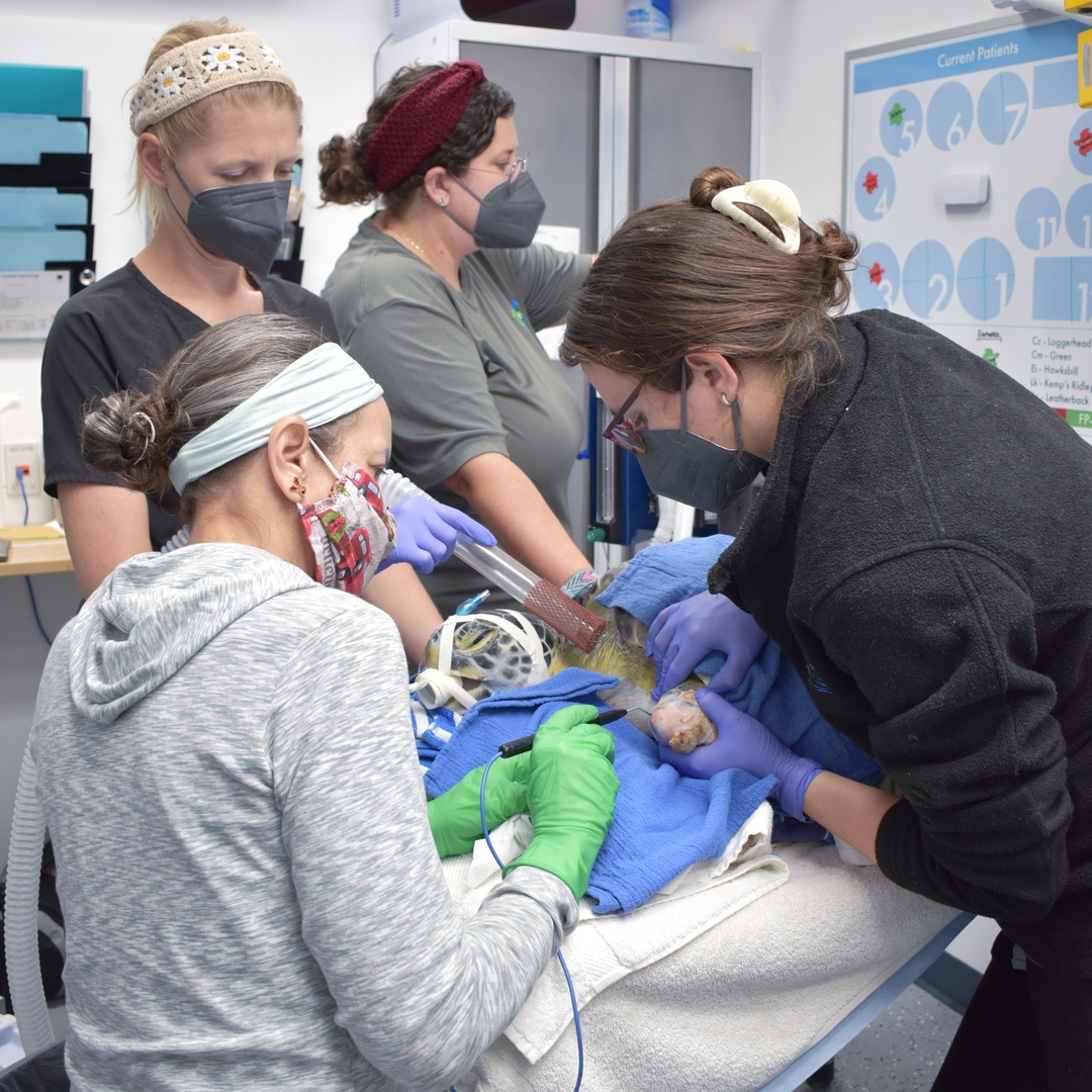 GumboCoastal's tweet photo. Denali was with us since August for a #PredatorAttack injury and fibropapillomatosis. They received their 2nd surgery on December 20th & were released at Red Reef Park on January 14th!
*All #SeaTurtle Work performed under appropriate marine turtle fish & wildlife permits https://t.co/vOexHiIUrQ