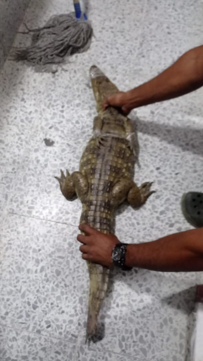 IdeasBio's tweet photo. Señores @crautonoma en el sector de #caribeverde han encontrado tigrillos boas y babillas porque salen huyendo por un descapote de nuevas construcciones. Deben detener y exigir traslocación de animales https://t.co/6yFtgRObmW