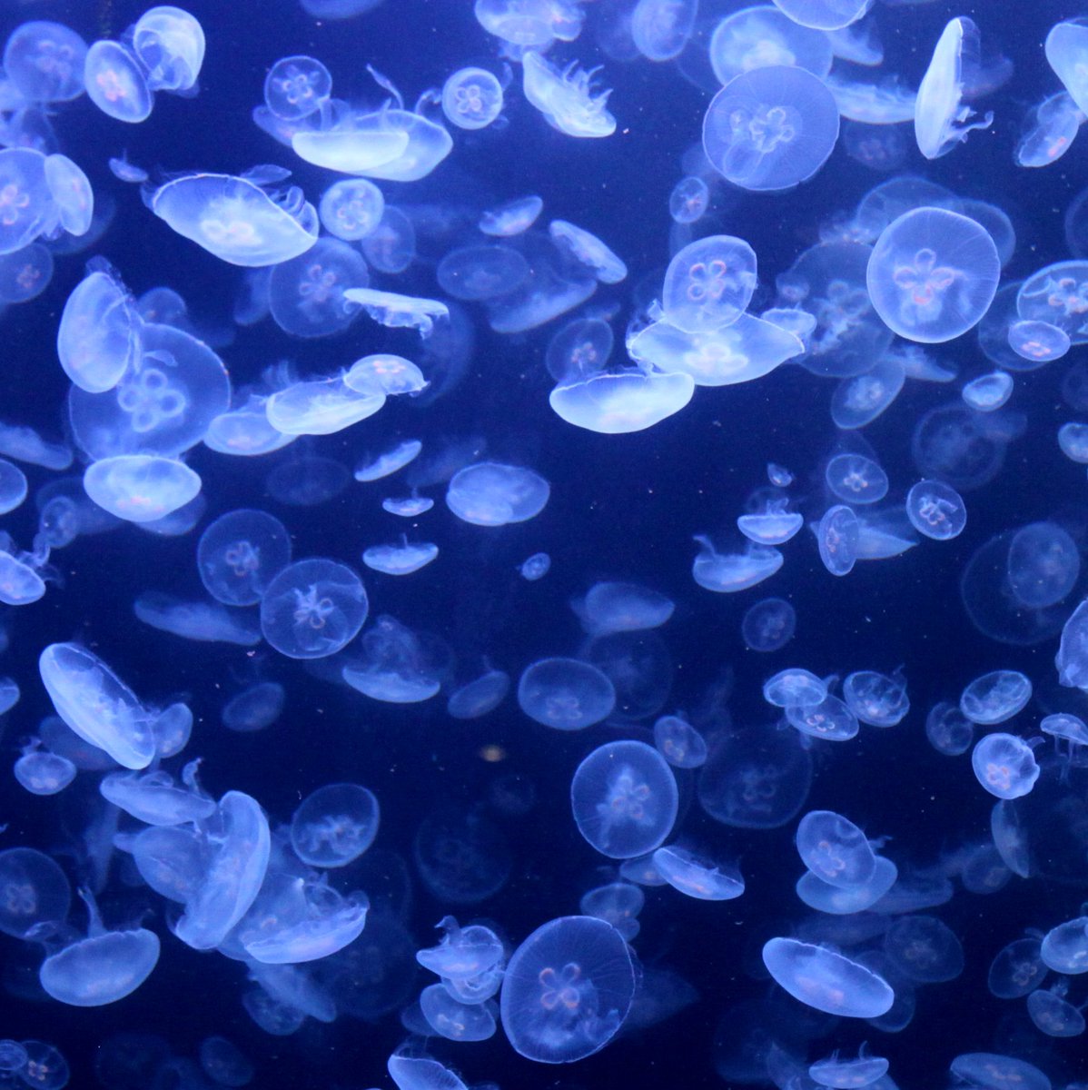 加茂水族館のクラゲ。神秘的でした🥰
#山形 #写真好きな人と繋がりたい #ファインダー越しの私の世界 #キリトリセカイ #加茂水族館 #クラゲ #lovers_nippon #naturephotography #naturelovers #japan #japan_art_photography  #landscape  #jellyfish #underwaterpics #marinebiologyshots #blueplanet
